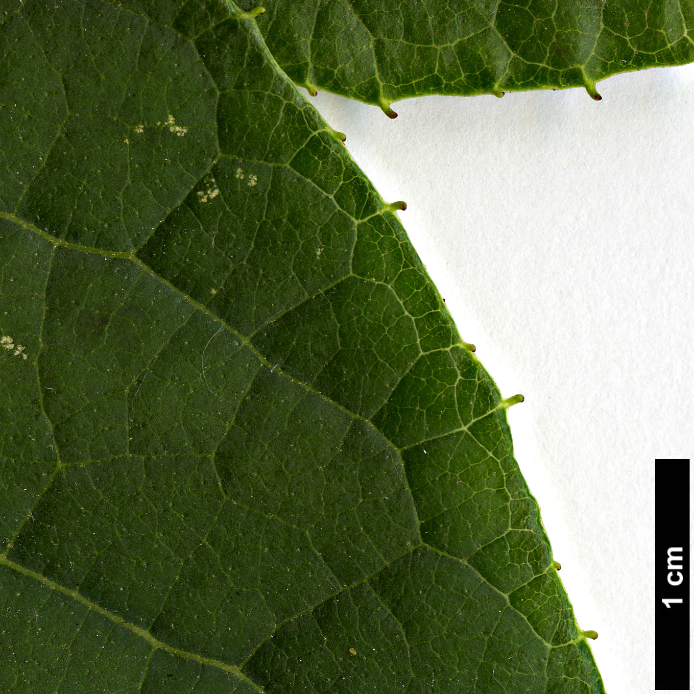 High resolution image: Family: Styracaceae - Genus: Pterostyrax - Taxon: psilophyllus